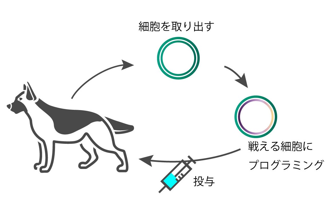 癌免疫治療とは