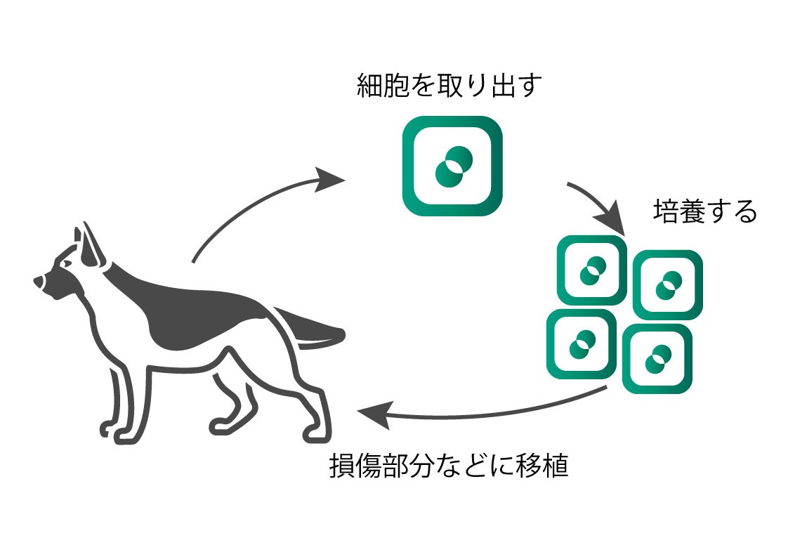 脂肪幹細胞移植とは