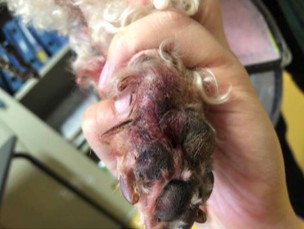 セリちゃんキズ