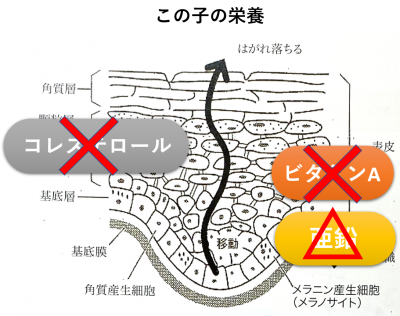 甲状腺機能低下症９