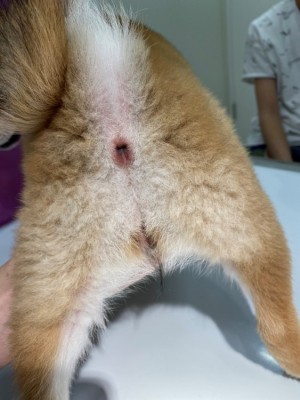 子犬アレルギー6