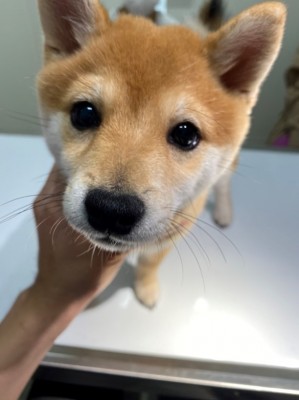 子犬アレルギー1
