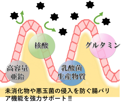 犬の炎症性腸疾患-栄養療法５