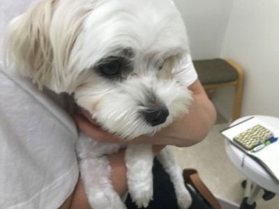 犬の涙焼けの食事５