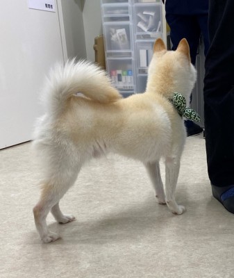 リンパ球形質細胞性腸炎・犬・炎症性腸疾患・IBD・栄養療法5