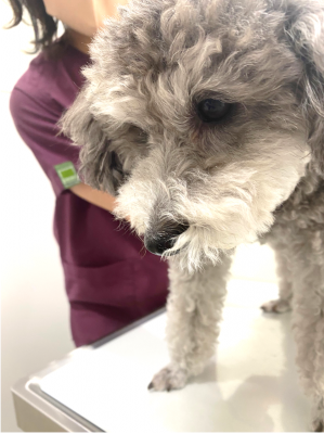 犬のアレルギーの仕組み5