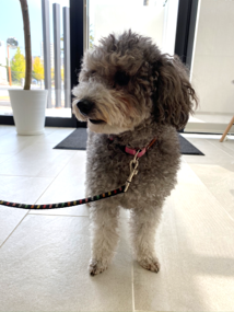 犬のアレルギーの仕組み6