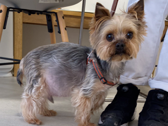 犬の炎症性腸疾患-栄養療法6-1