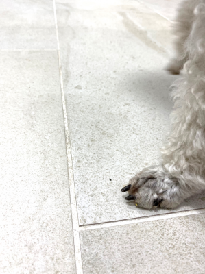 犬のアレルギーの仕組み8