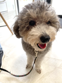 犬のアレルギーの仕組み1