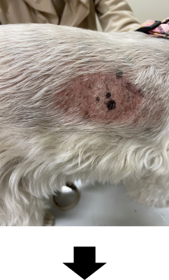 犬猫の皮膚糸状菌症の治療７